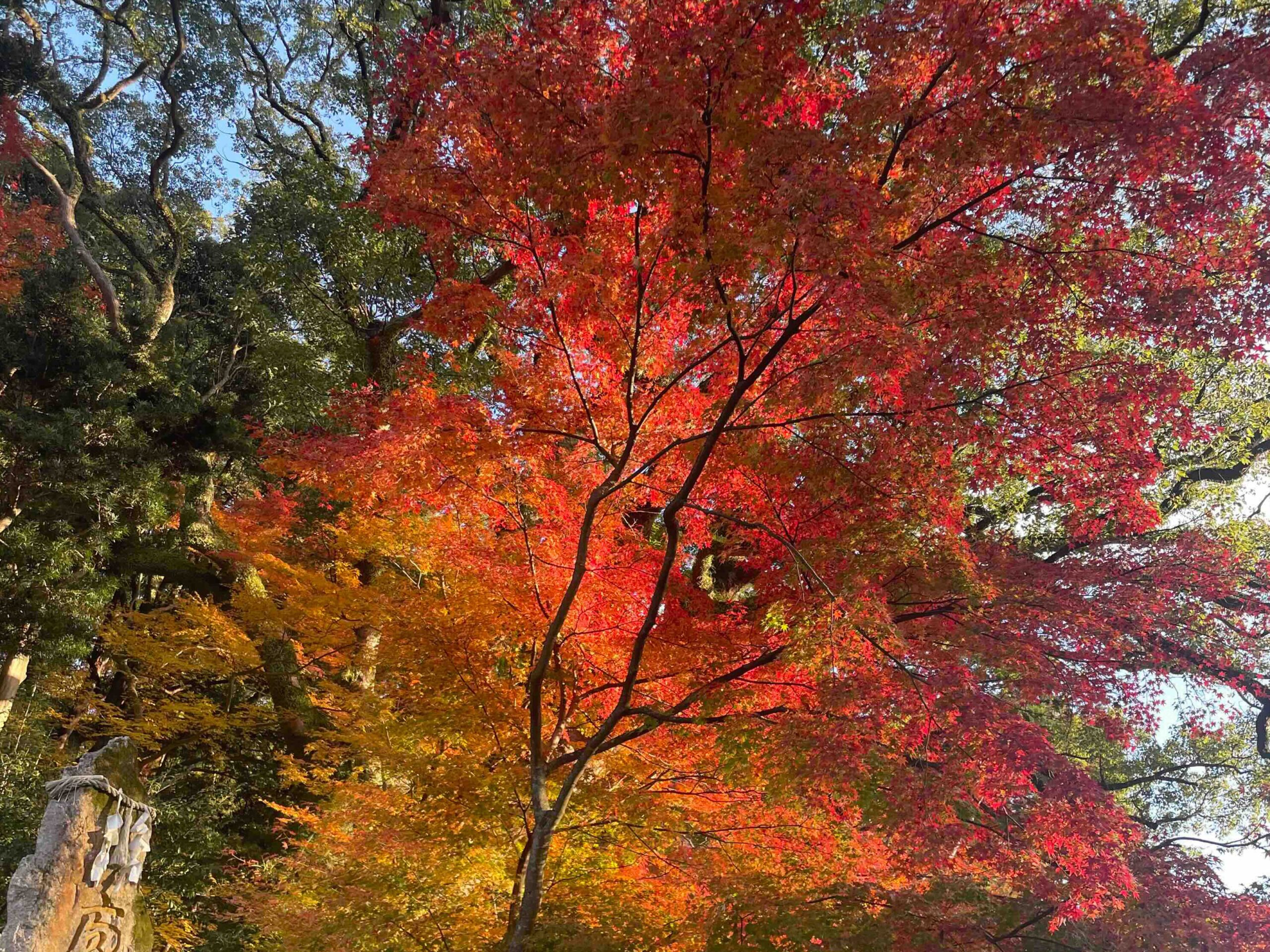 太宰府にて紅葉狩り